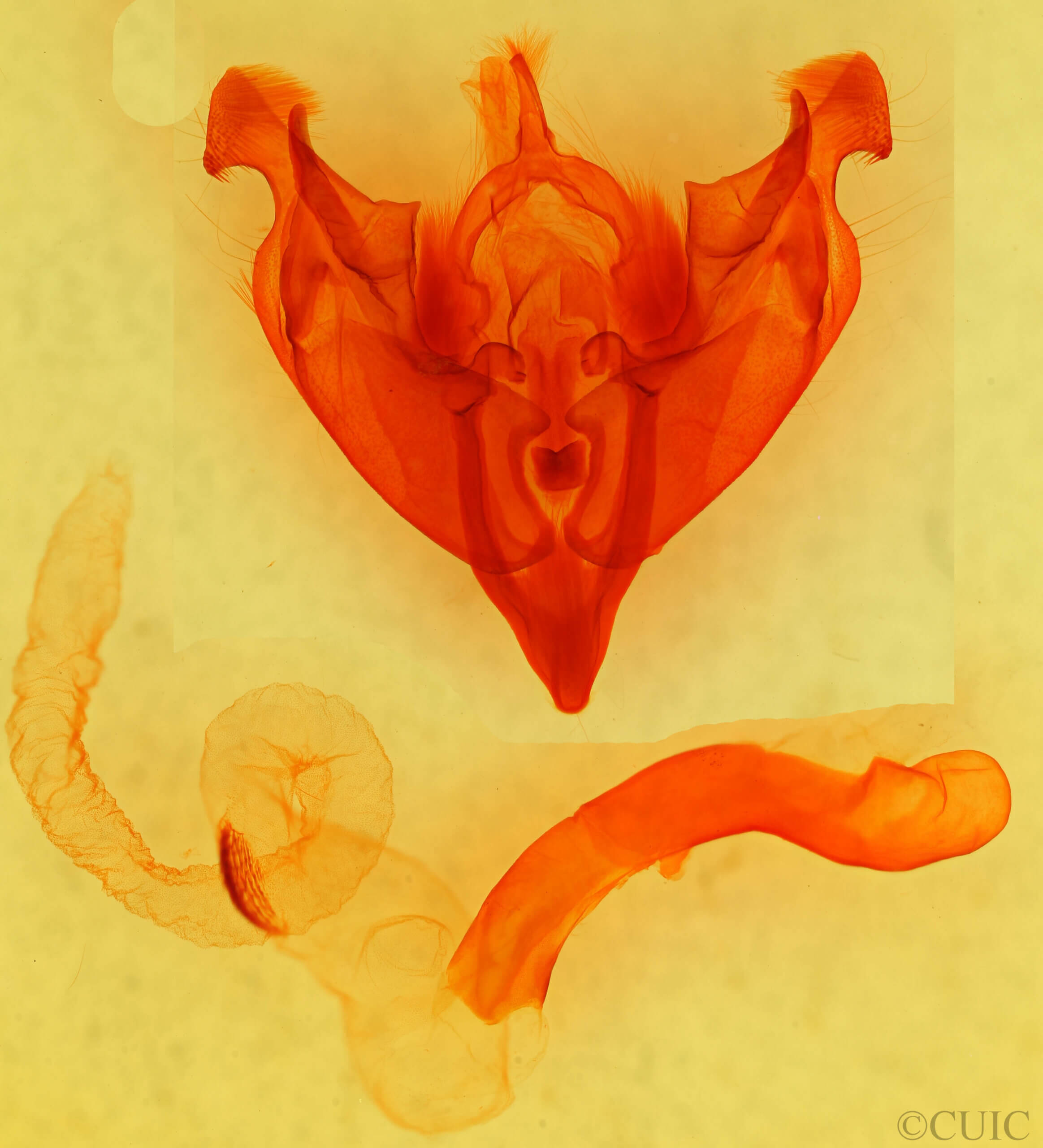 genitalia view of adult Papestra cristifera