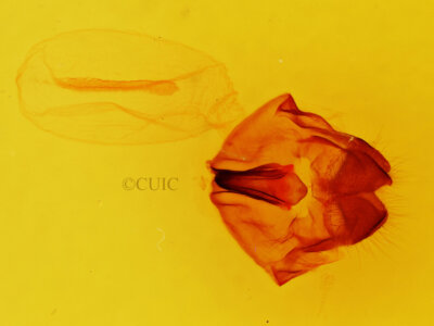 genitalia view of adult Heterocampa obliqua