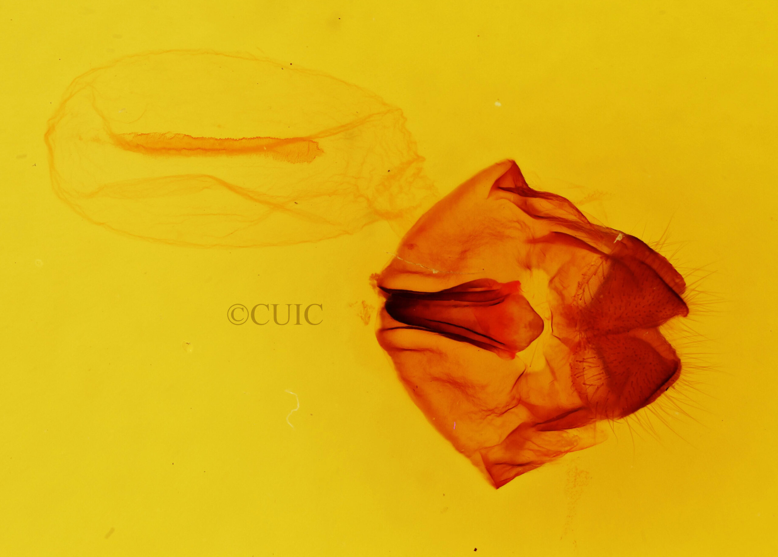 genitalia view of adult Heterocampa obliqua