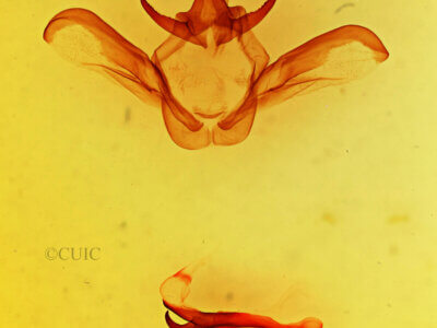 genitalia view of adult Heterocampa secessionis