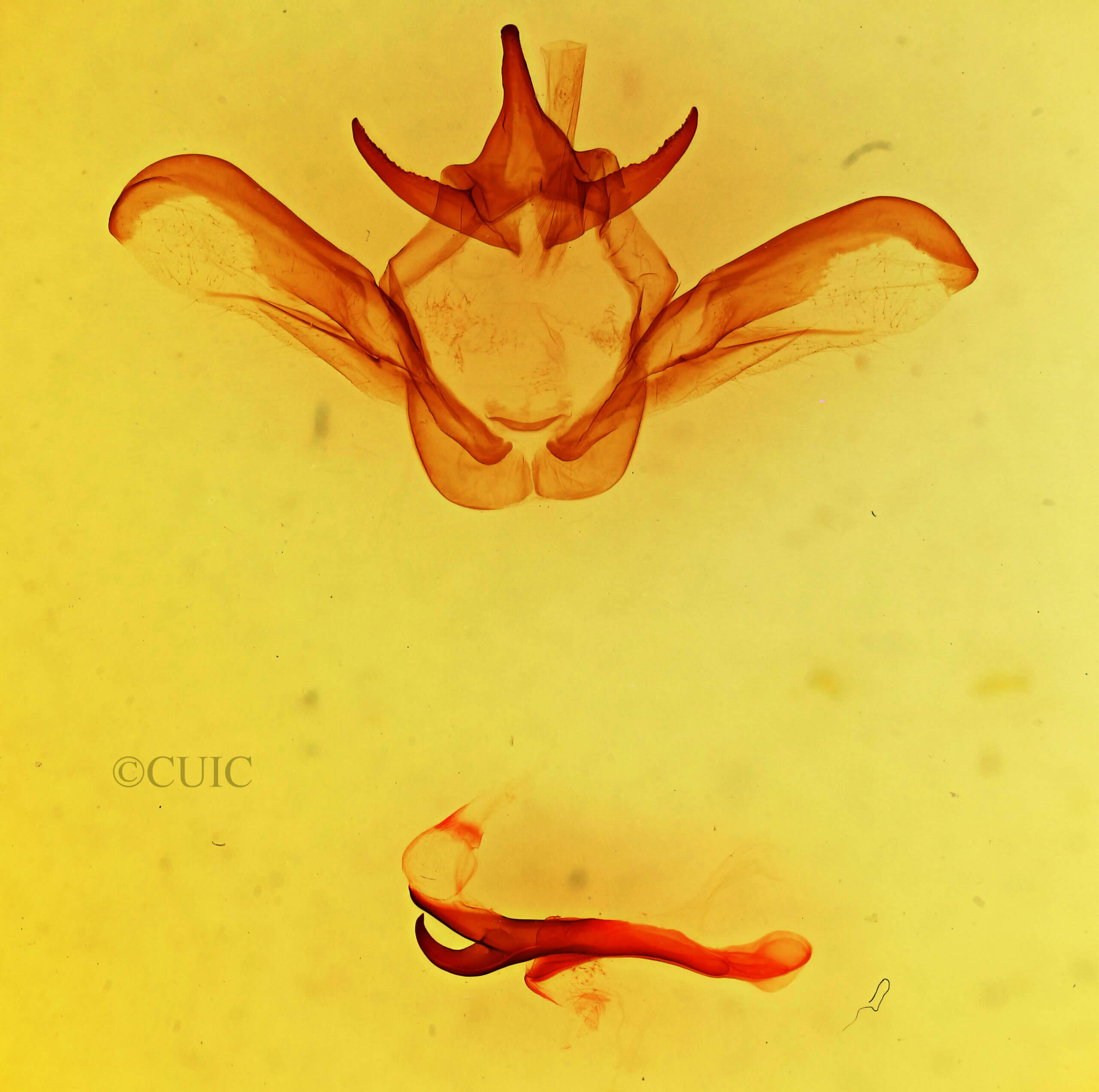 genitalia view of adult Heterocampa secessionis
