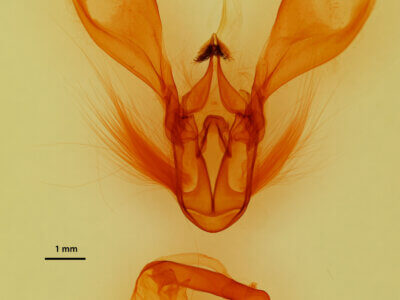 genitalia view of adult Melipolis contorta