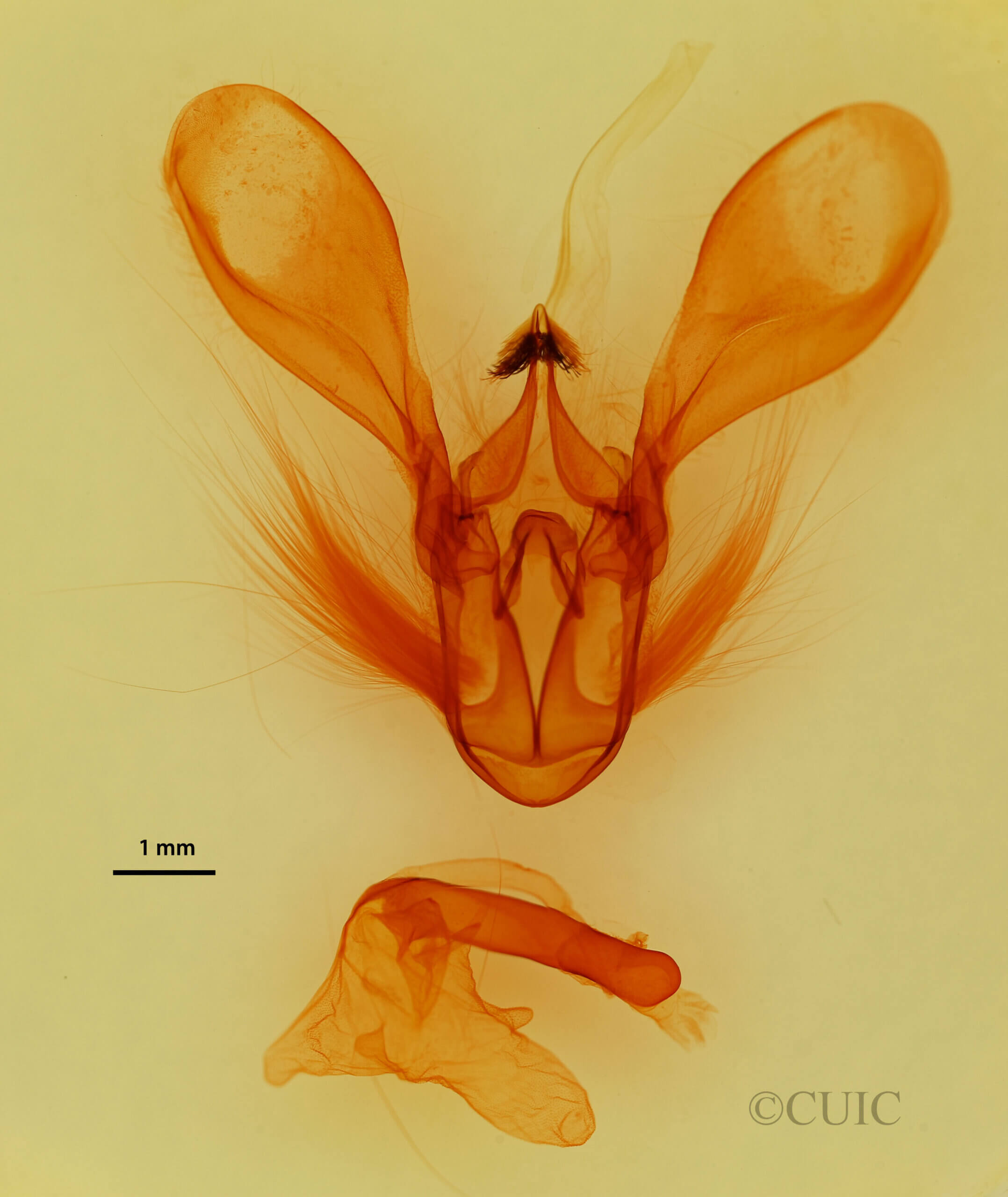 genitalia view of adult Melipolis contorta