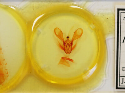 slide view of adult Melipolis contorta