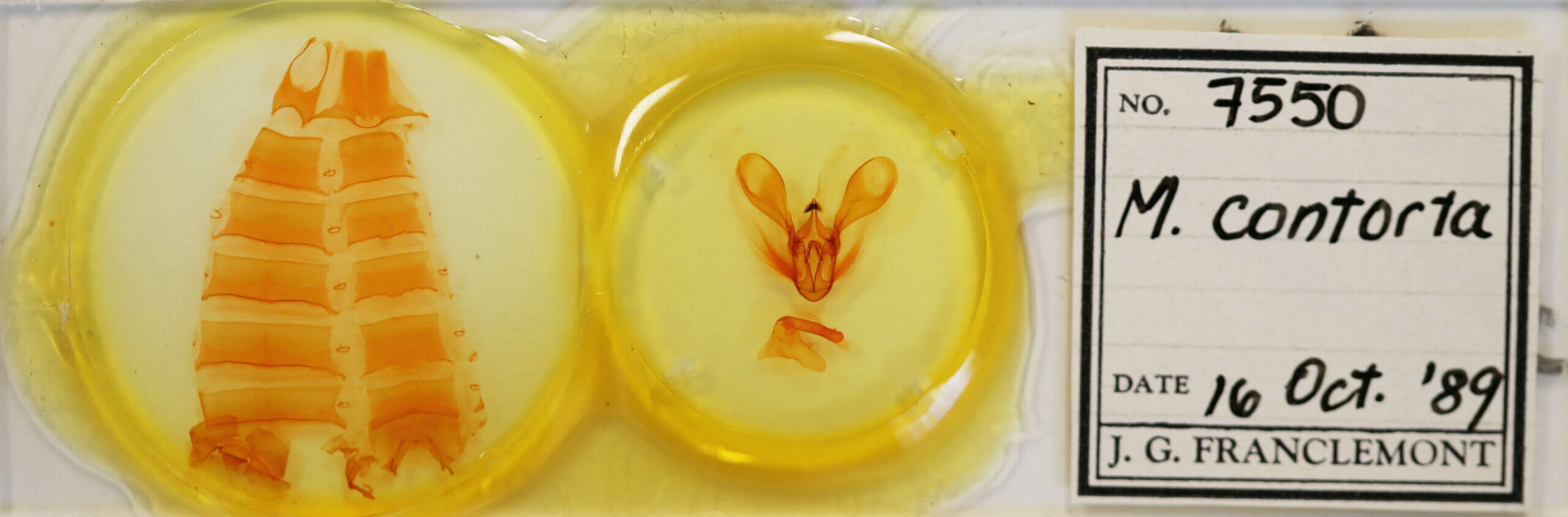 slide view of adult Melipolis contorta