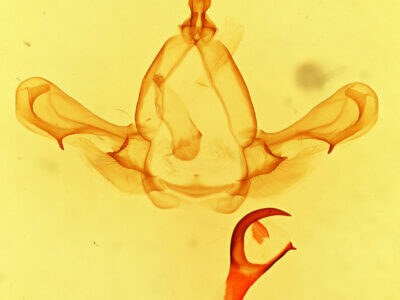 genitalia view of adult Paraeschra tortuosa