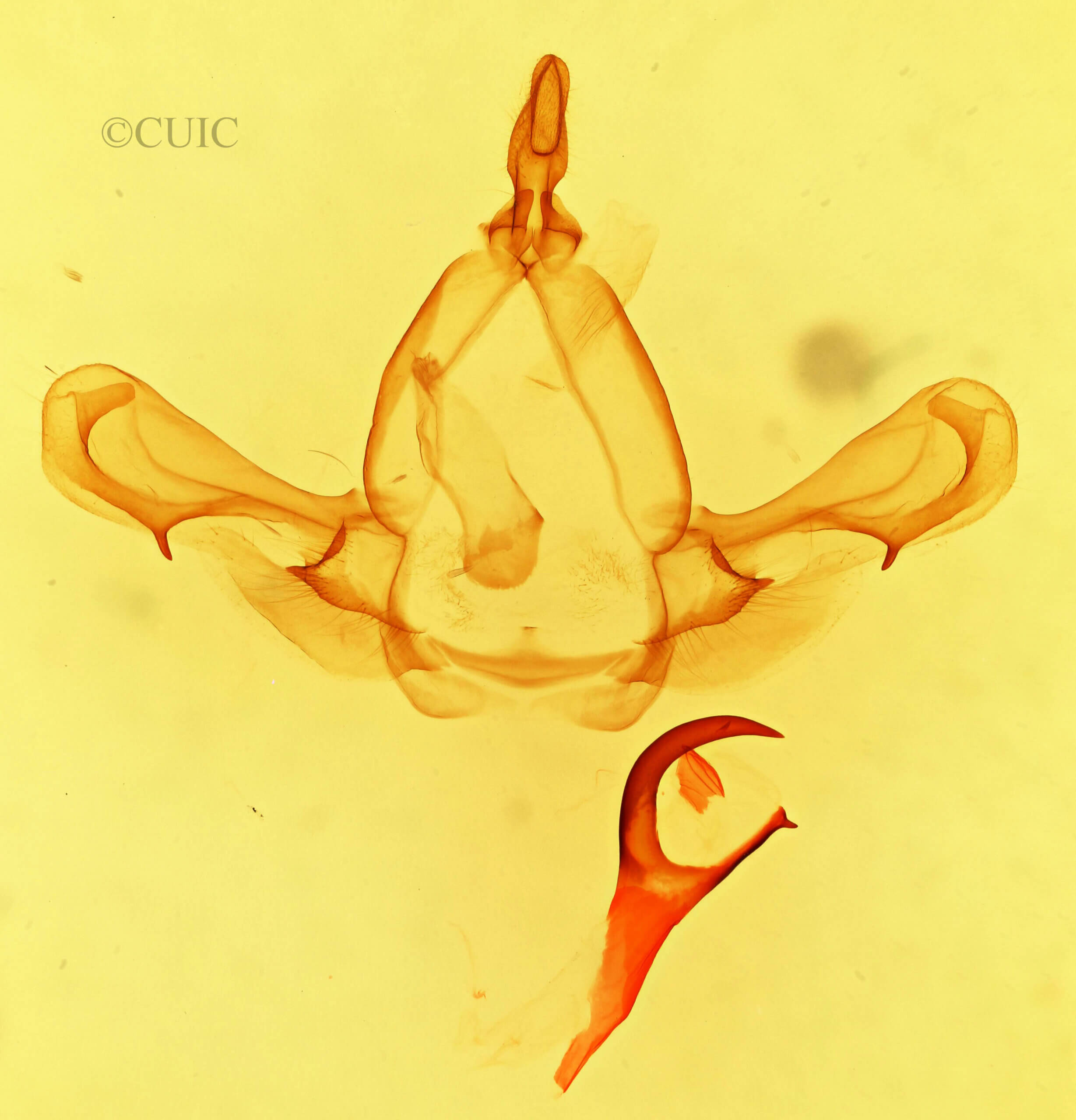 genitalia view of adult Paraeschra tortuosa