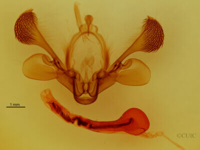 genitalia view of adult Mythimna sequax