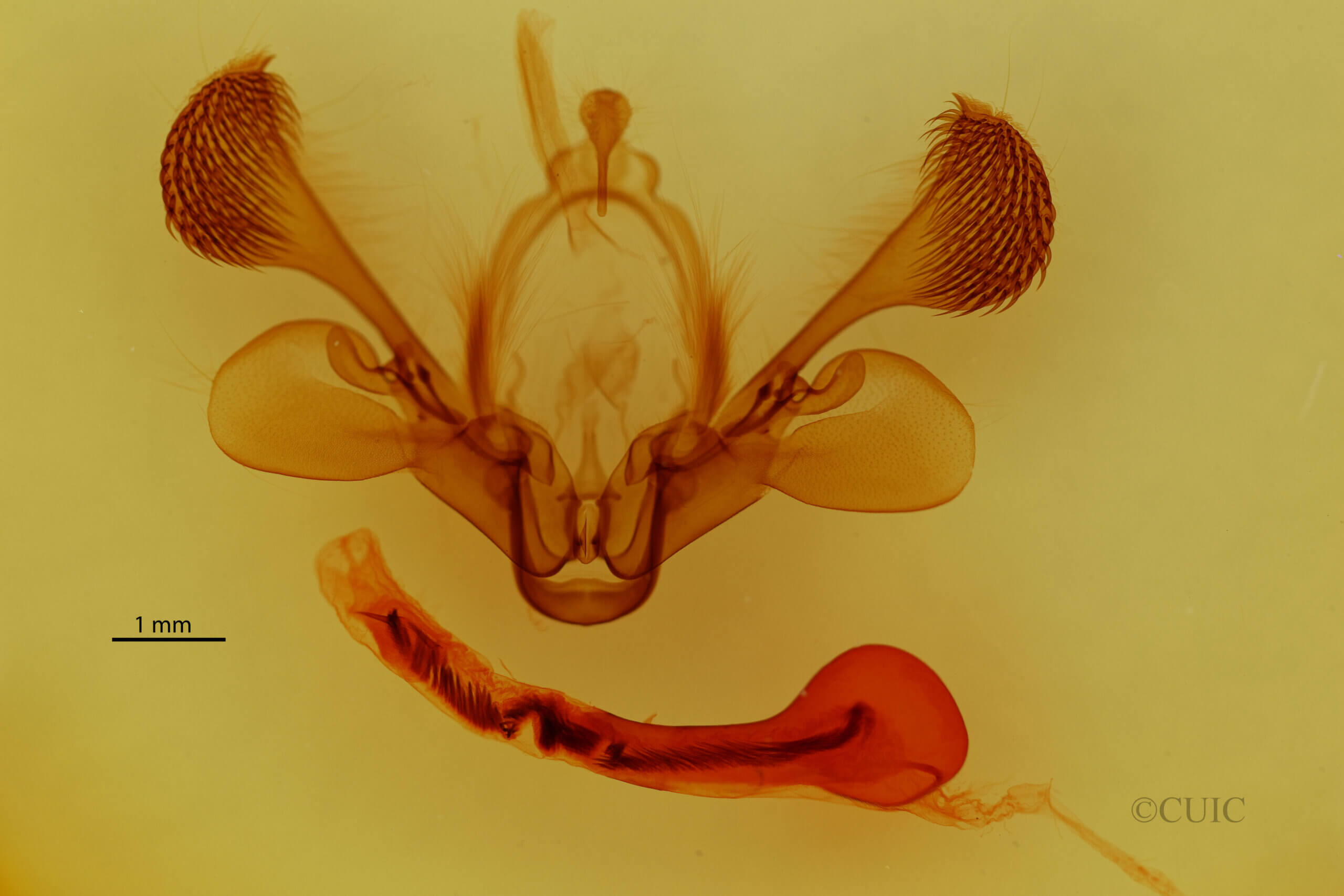 genitalia view of adult Mythimna sequax