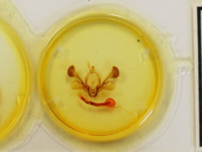 slide view of adult Mythimna sequax