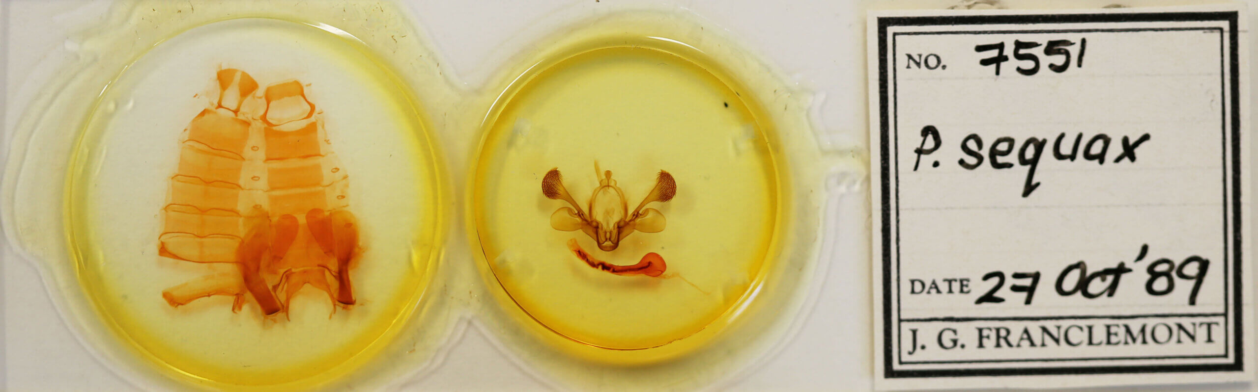 slide view of adult Mythimna sequax