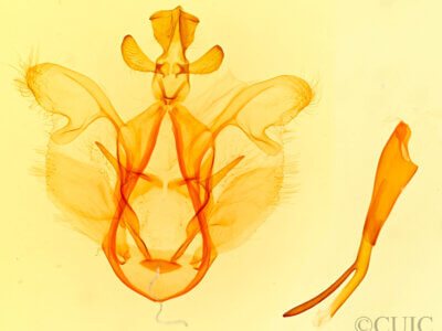 genitalia view of adult Dasylophia seriata