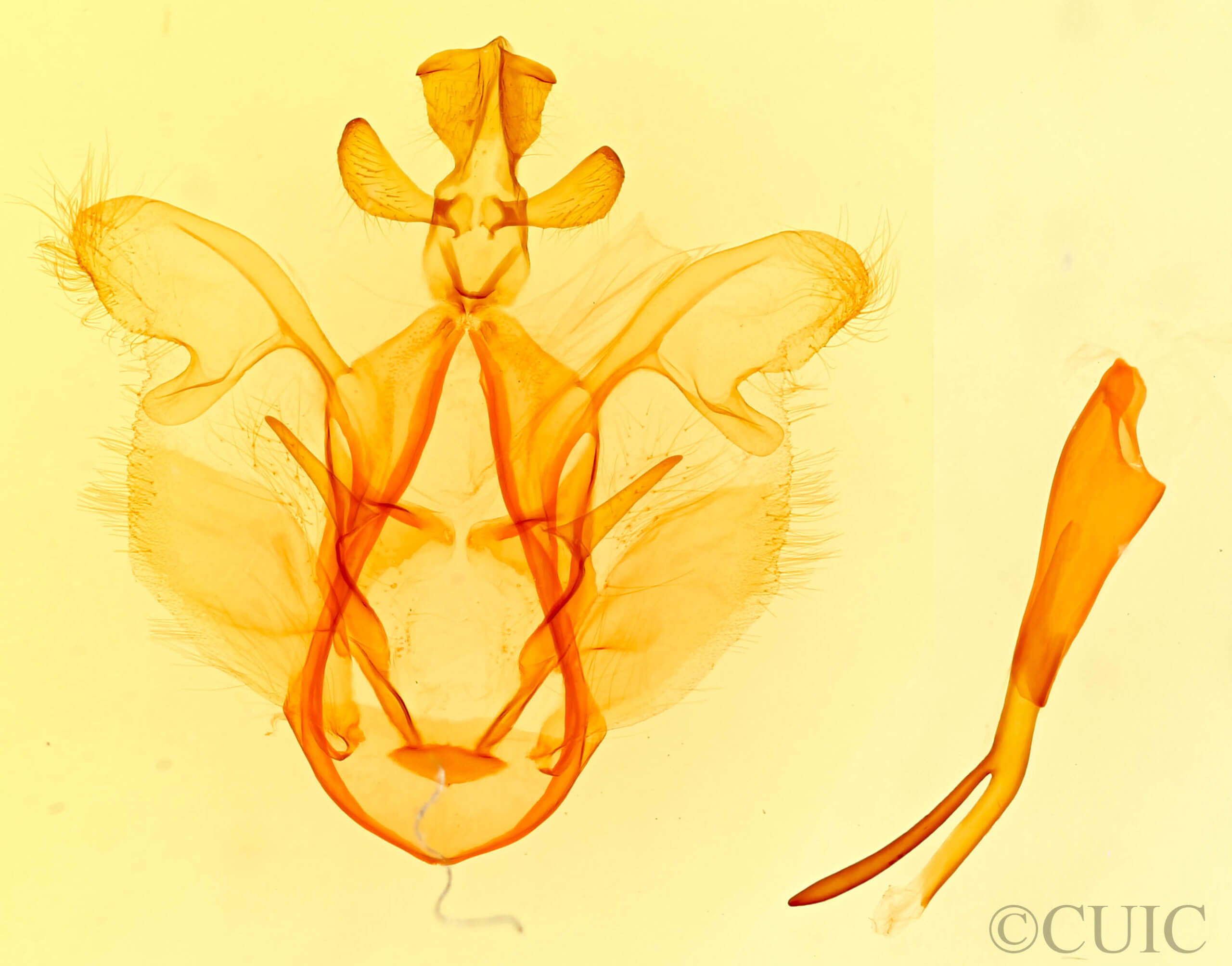 genitalia view of adult Dasylophia seriata