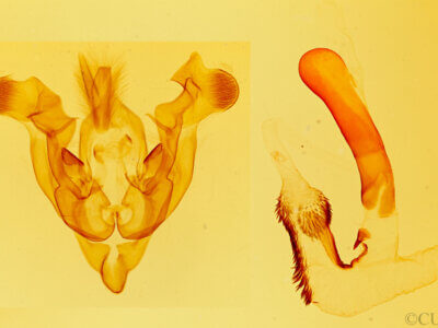 genitalia view of adult Homorthodes sp.