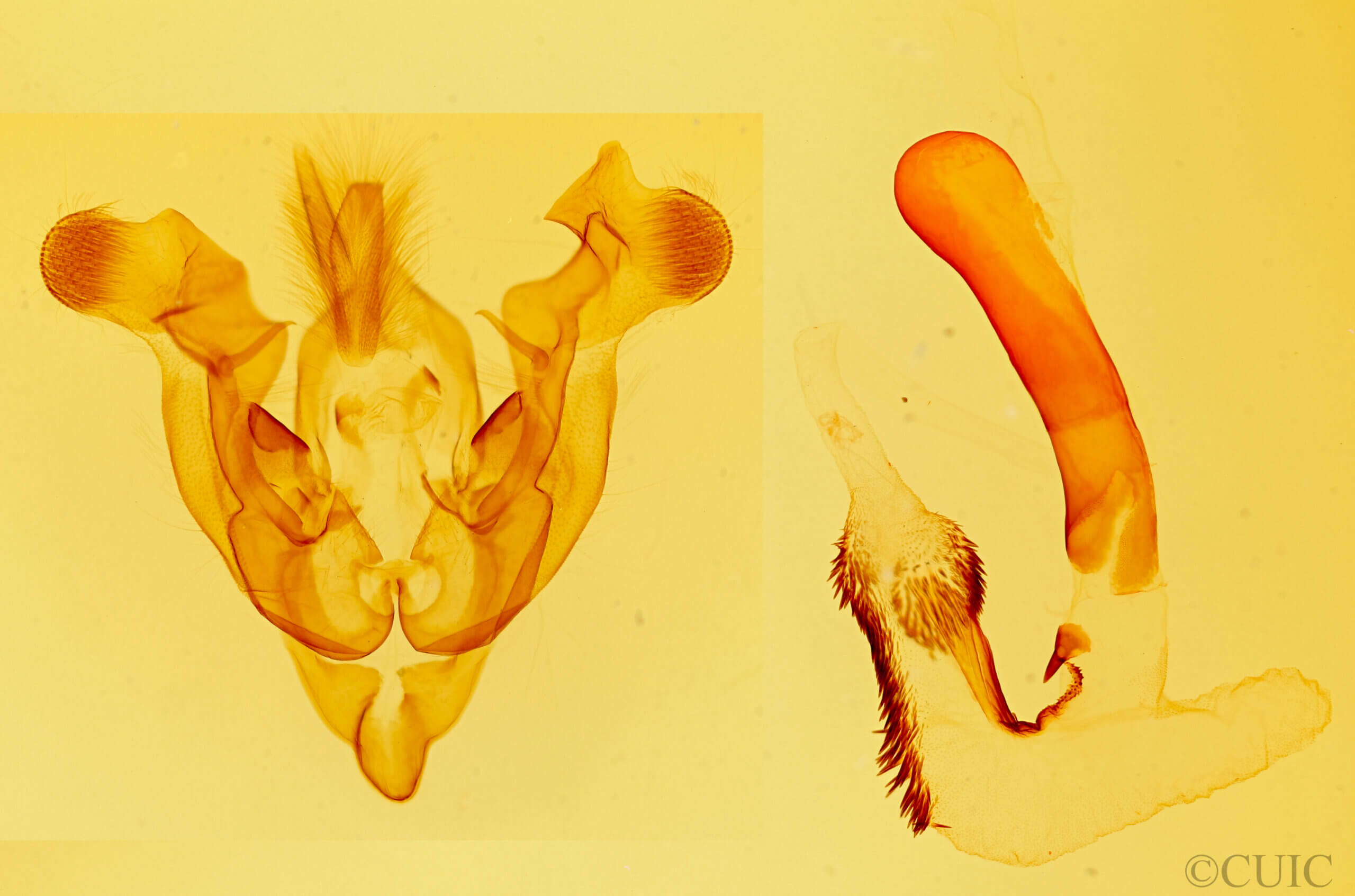 genitalia view of adult Homorthodes sp.