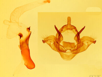 genitalia view of adult Charadra dispulsa