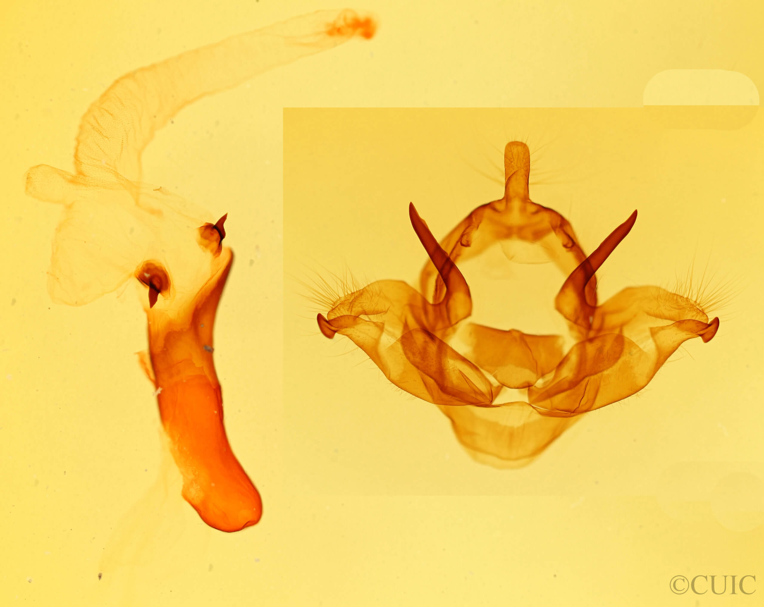 genitalia view of adult Charadra dispulsa