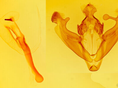 genitalia view of adult Marilopteryx carancahua