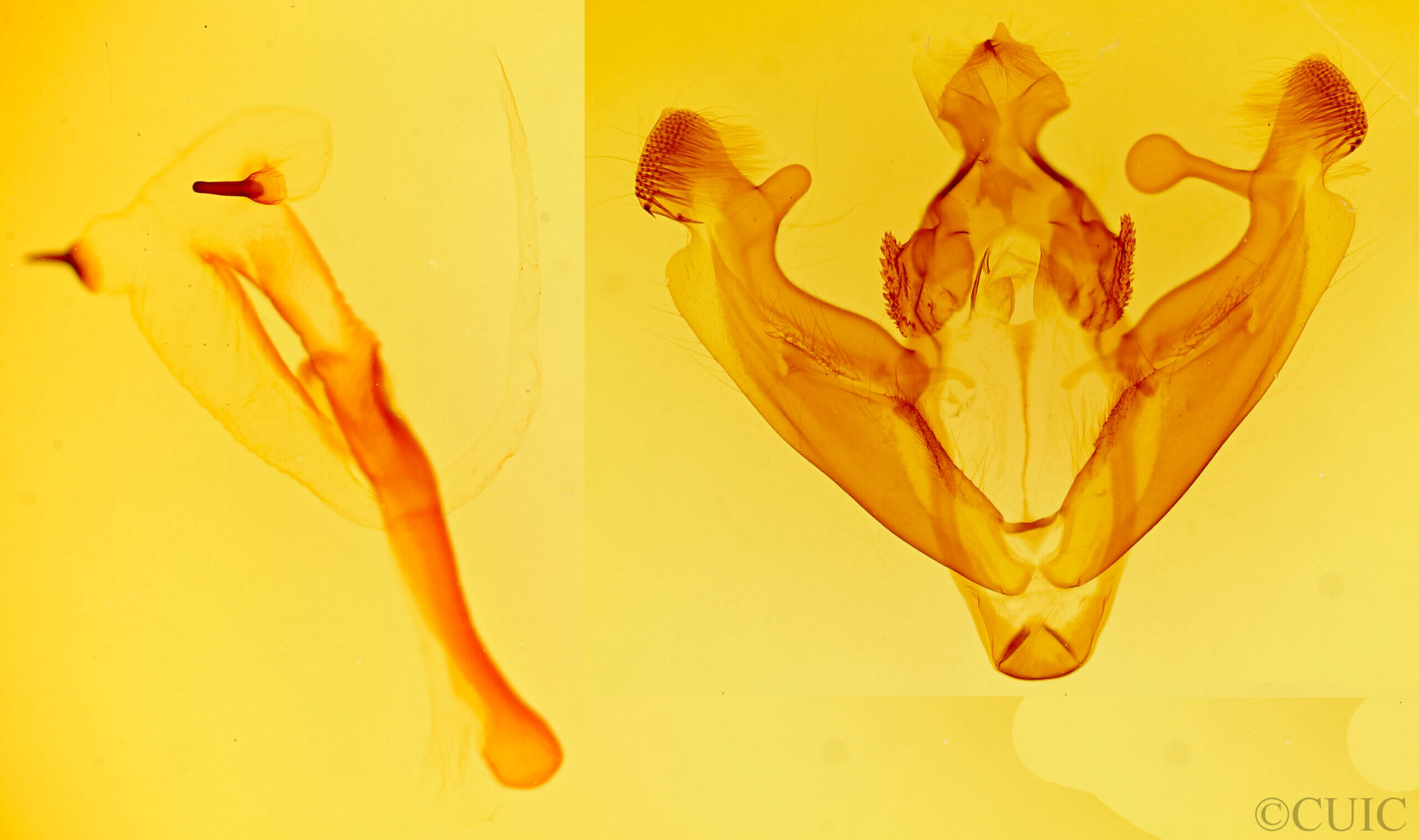 genitalia view of adult Marilopteryx carancahua