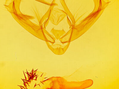 genitalia view of adult Paratrachea sp.