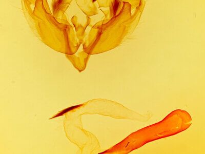 genitalia view of adult Sideridis mojave