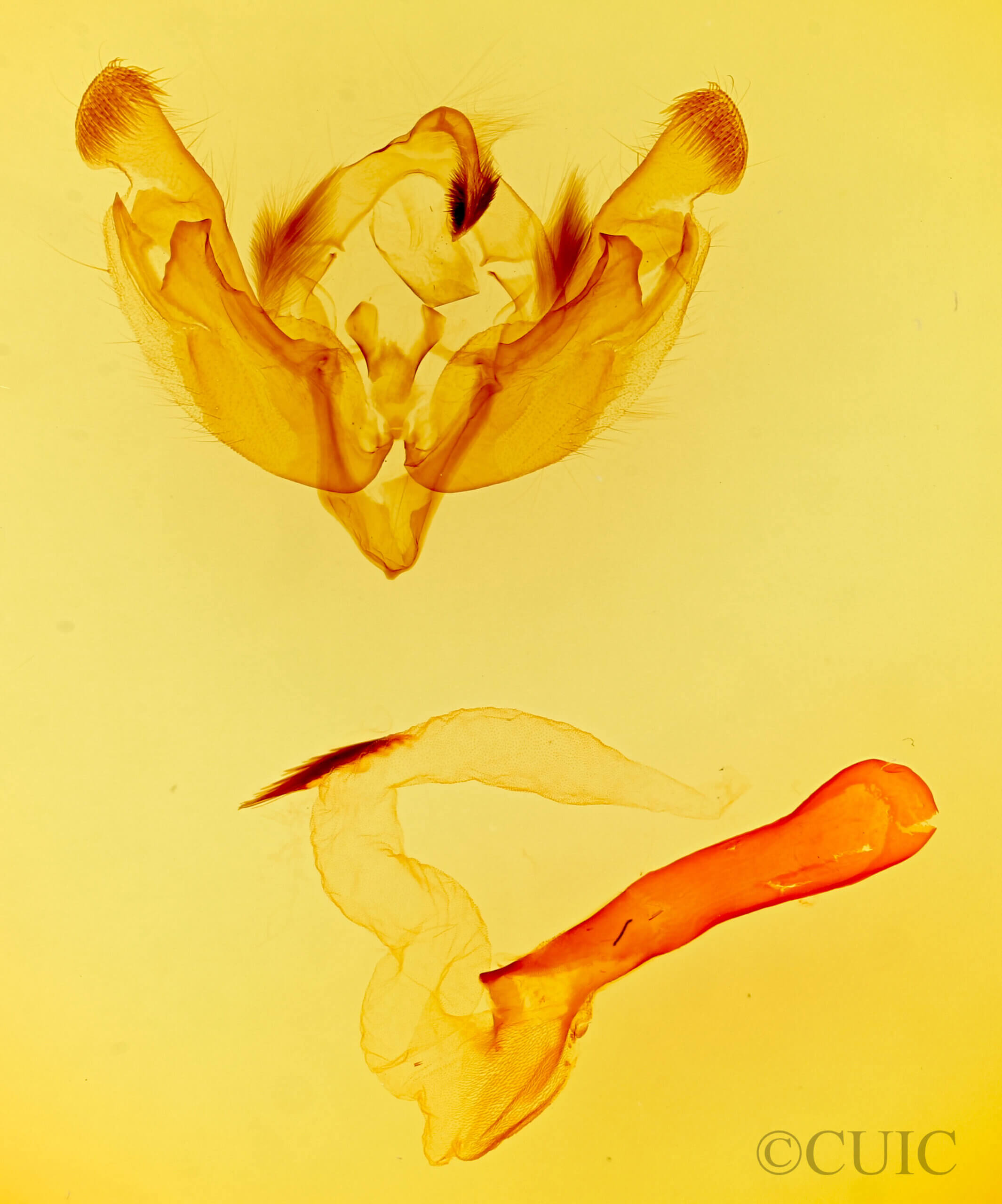 genitalia view of adult Sideridis mojave