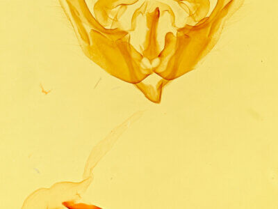 genitalia view of adult Scotogramma hirsuta