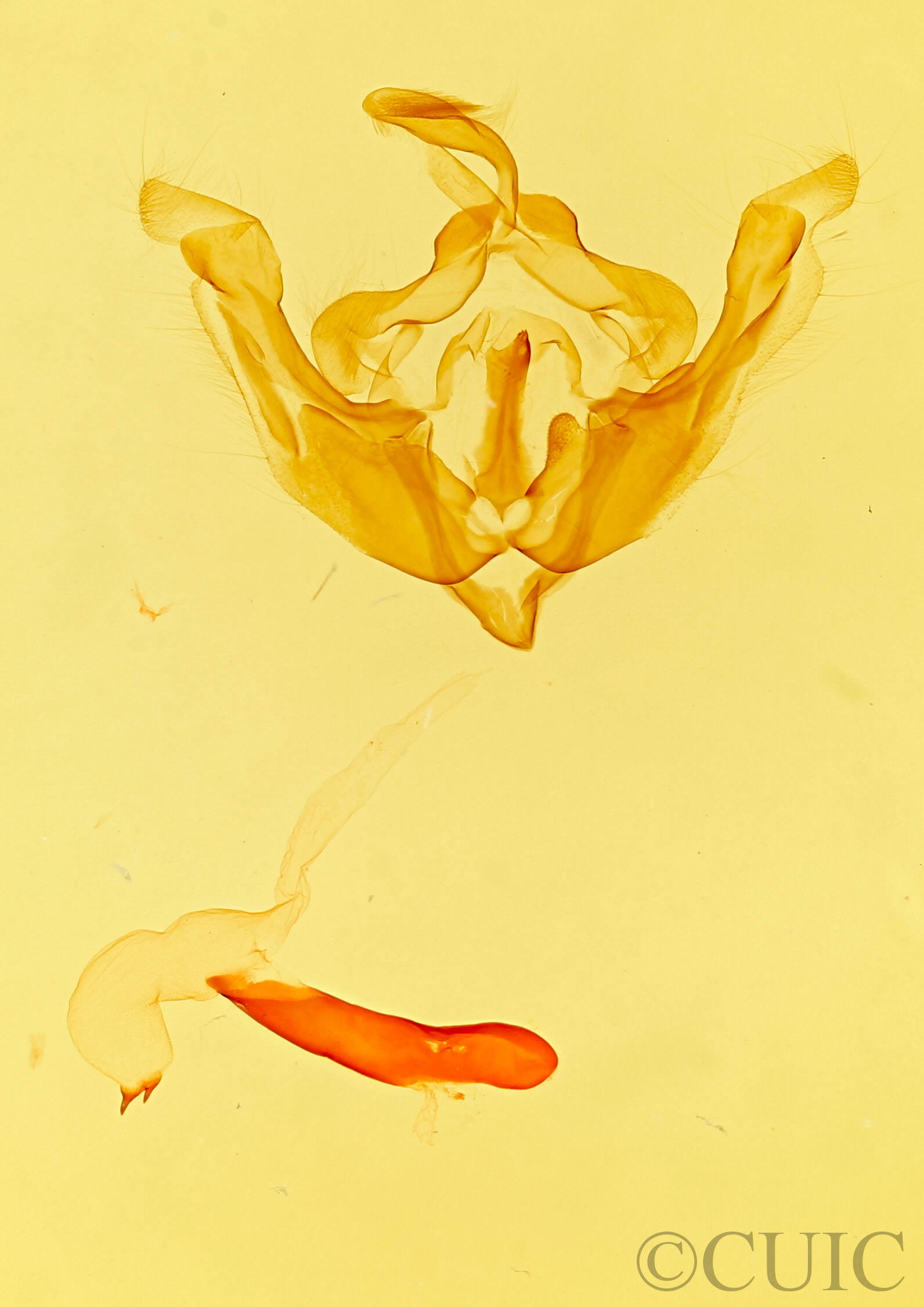 genitalia view of adult Scotogramma hirsuta
