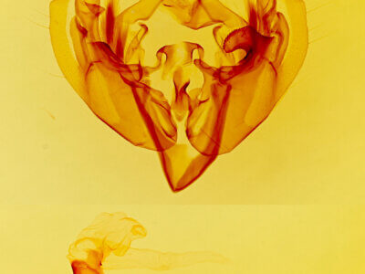 genitalia view of adult Anarta edwardsii