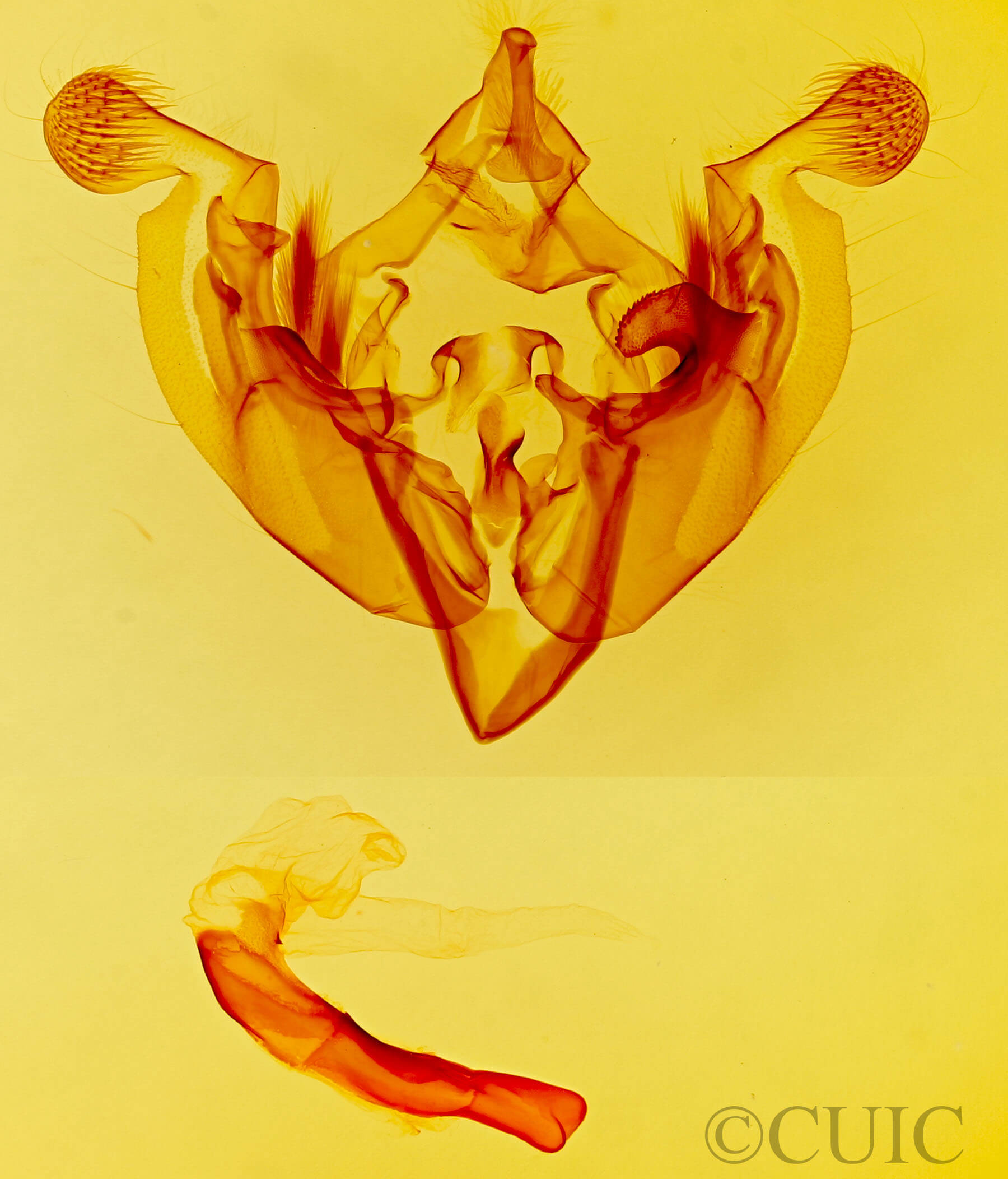 genitalia view of adult Anarta edwardsii