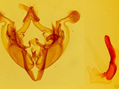 genitalia view of adult Anarta edwardsii