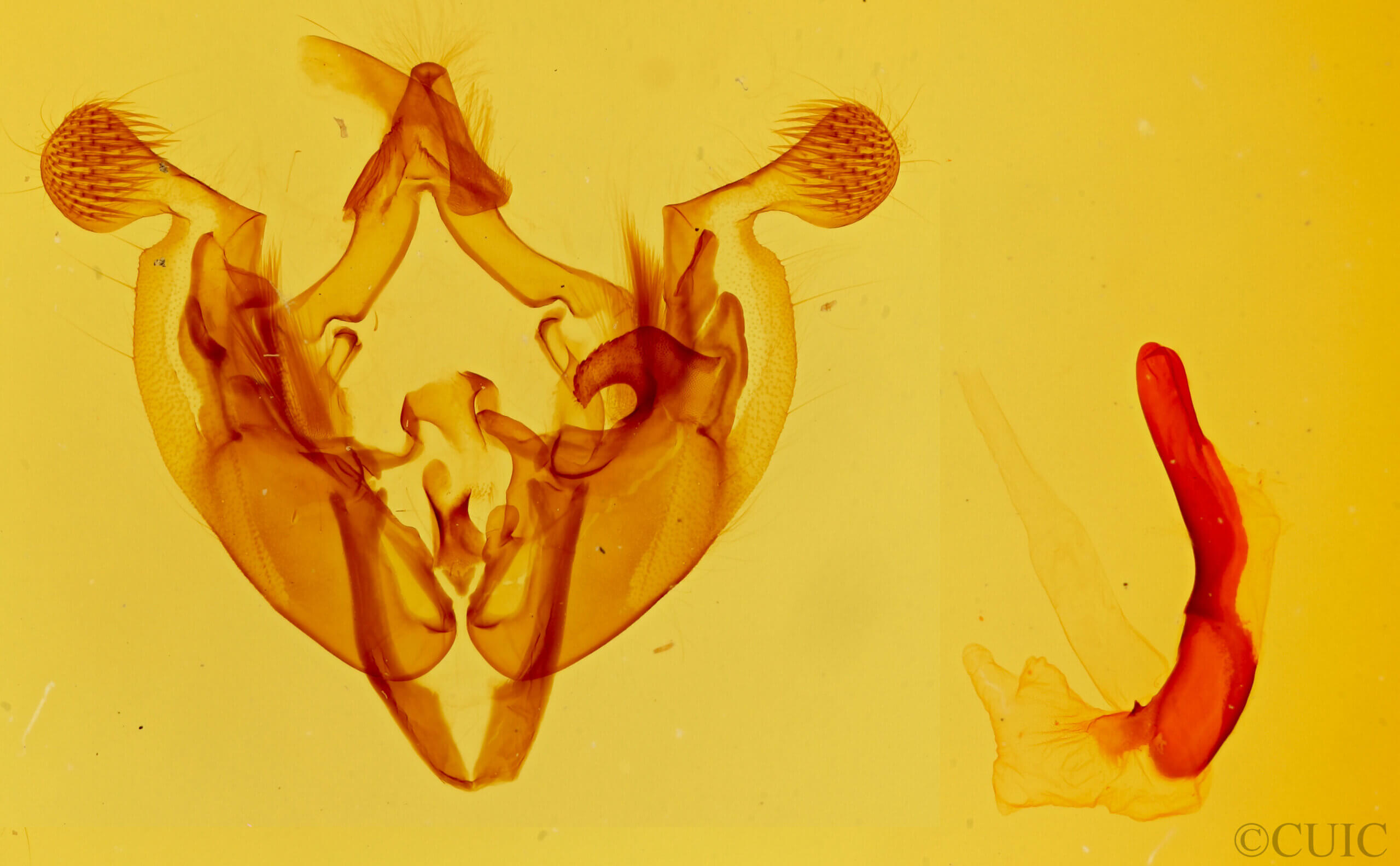 genitalia view of adult Anarta edwardsii