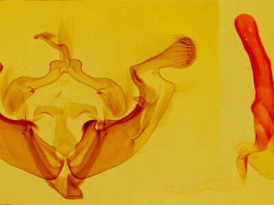 genitalia view of adult Anarta decepta