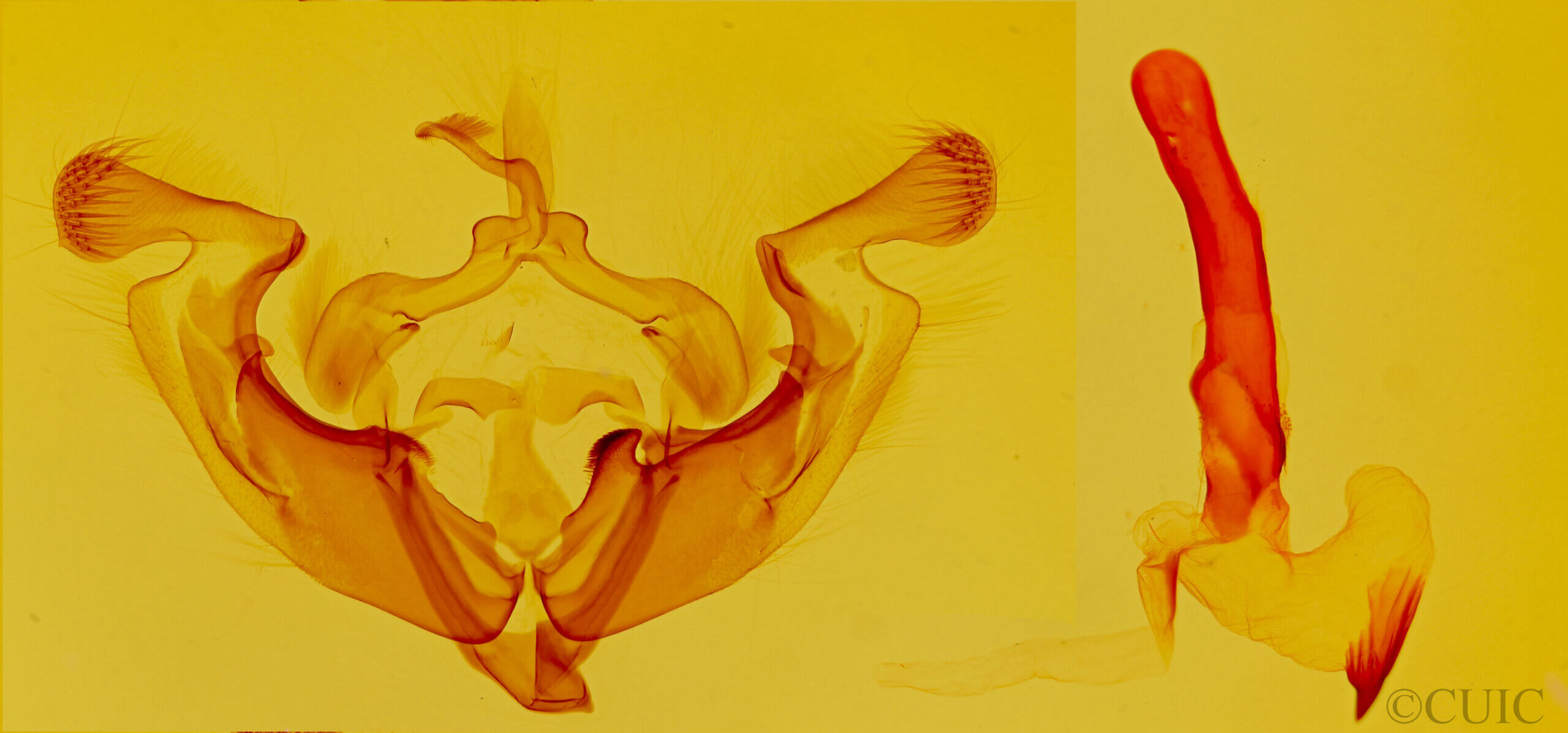 genitalia view of adult Anarta decepta