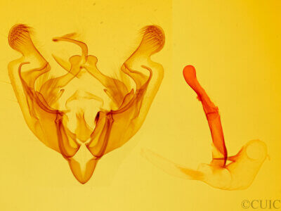 genitalia view of adult Anarta florida