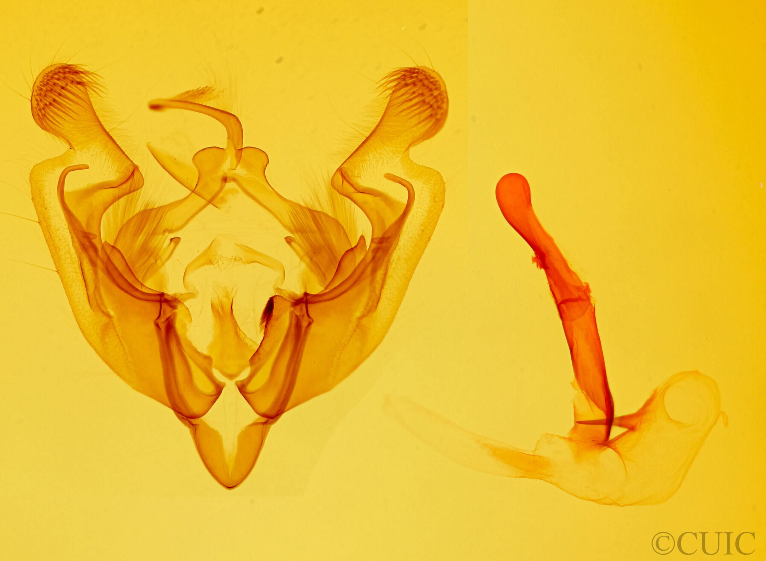 genitalia view of adult Anarta florida