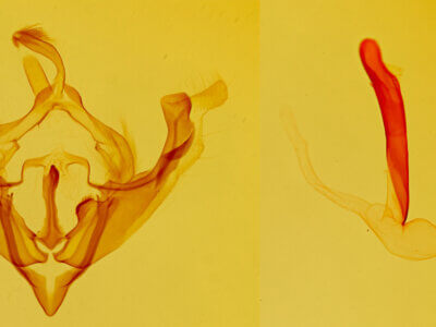 genitalia view of adult Scotogramma submarina