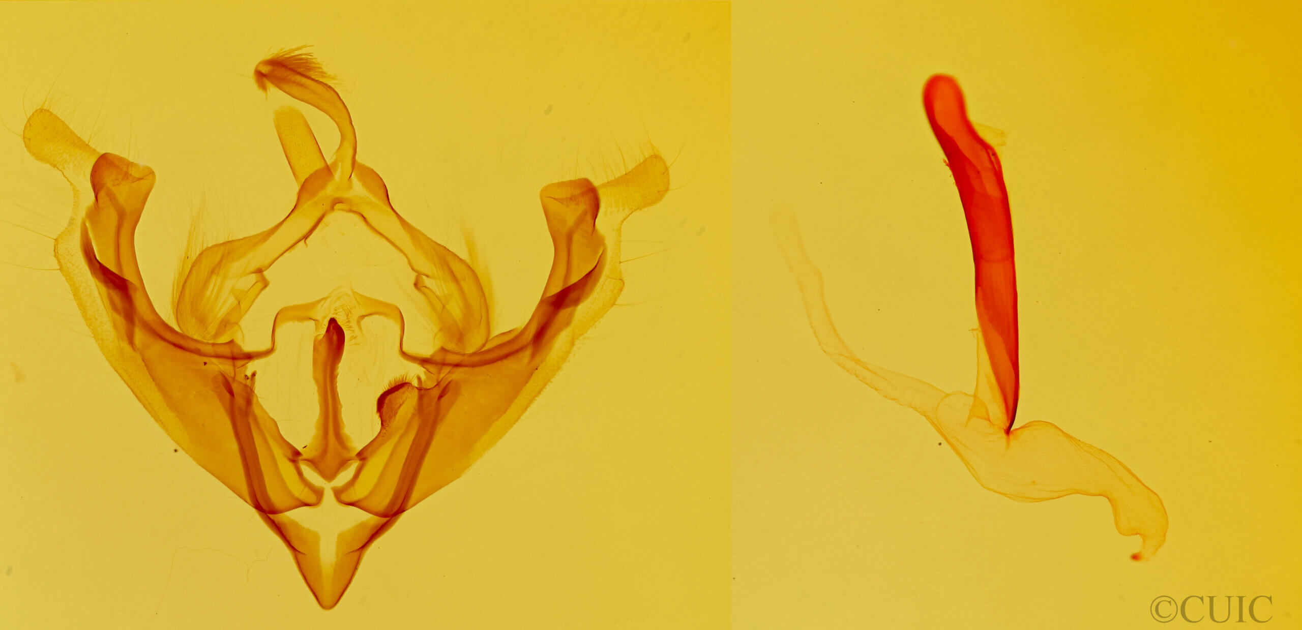 genitalia view of adult Scotogramma submarina