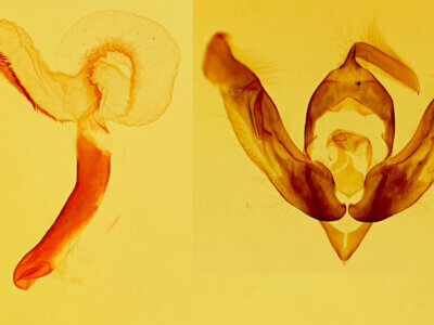 genitalia view of adult Lasionycta quadrilunata