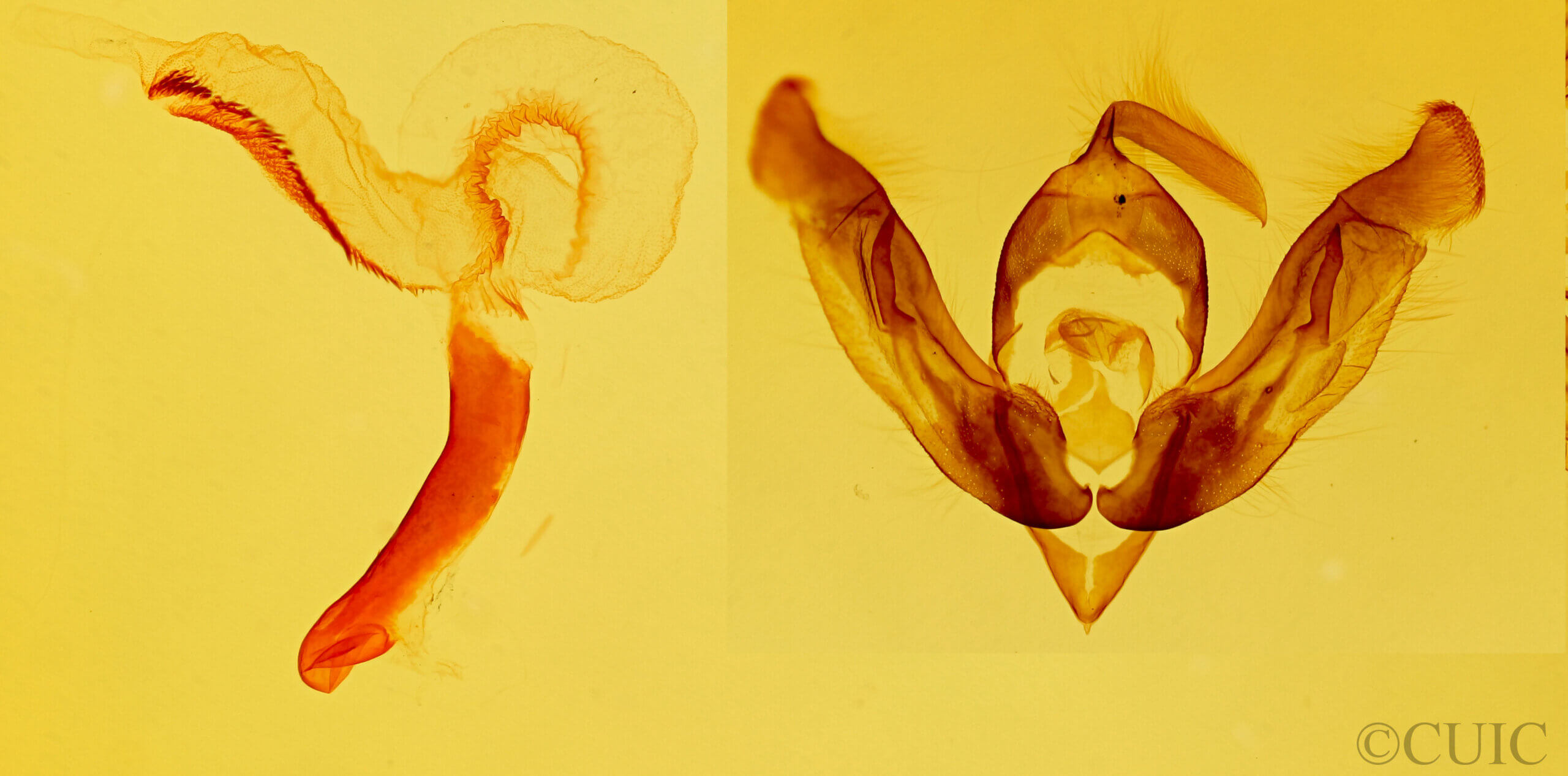 genitalia view of adult Lasionycta quadrilunata