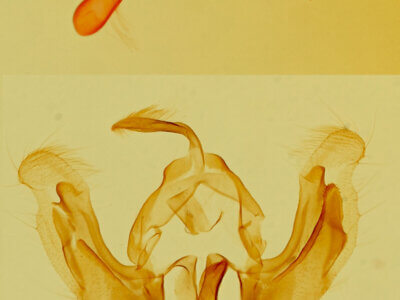 genitalia view of adult Hadenella pergentilis