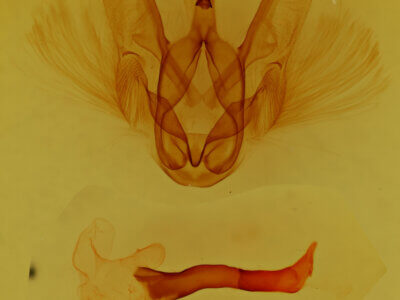 genitalia view of adult Elasmia sp.