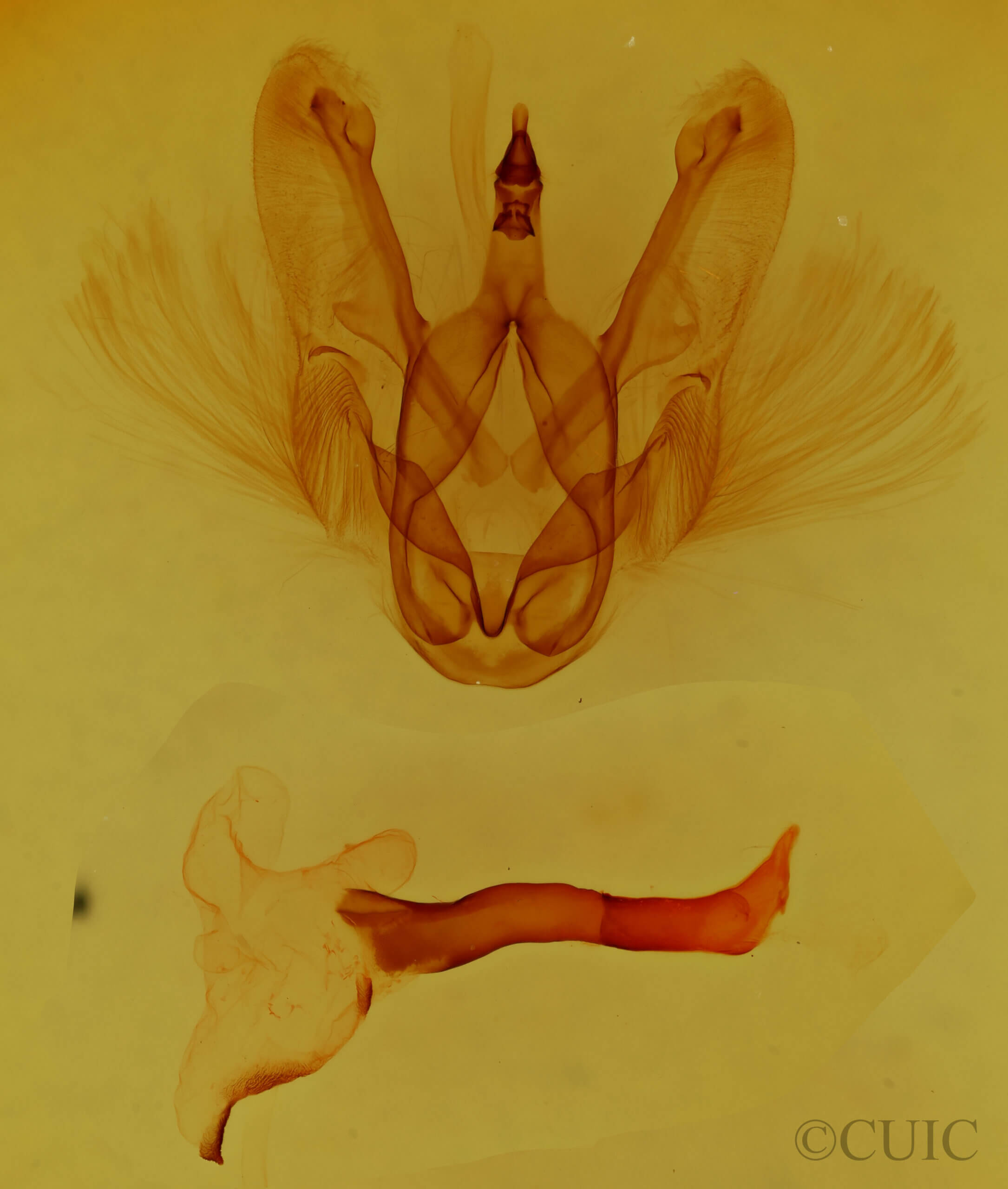 genitalia view of adult Elasmia sp.