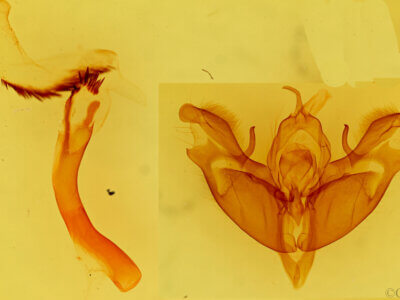 genitalia view of adult Protoperigea posticata