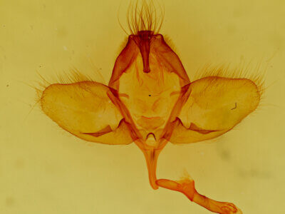 genitalia view of adult Psammathodoxa cochlidioides