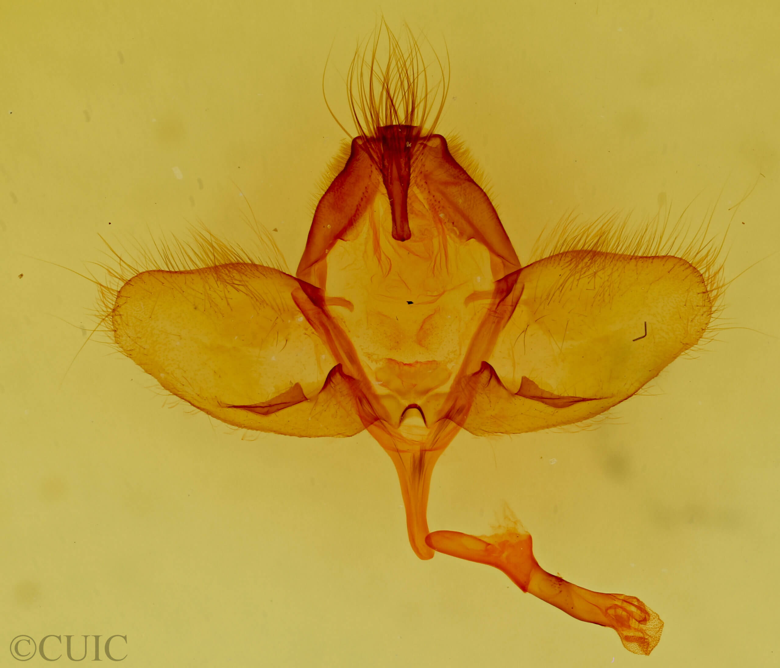 genitalia view of adult Psammathodoxa cochlidioides