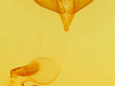 genitalia view of adult Protoperigea posticata