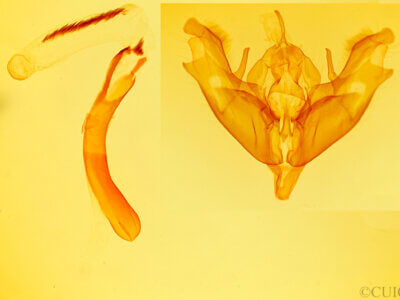 genitalia view of adult Protoperigea posticata