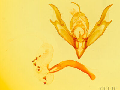 genitalia view of adult Caradrina multifera