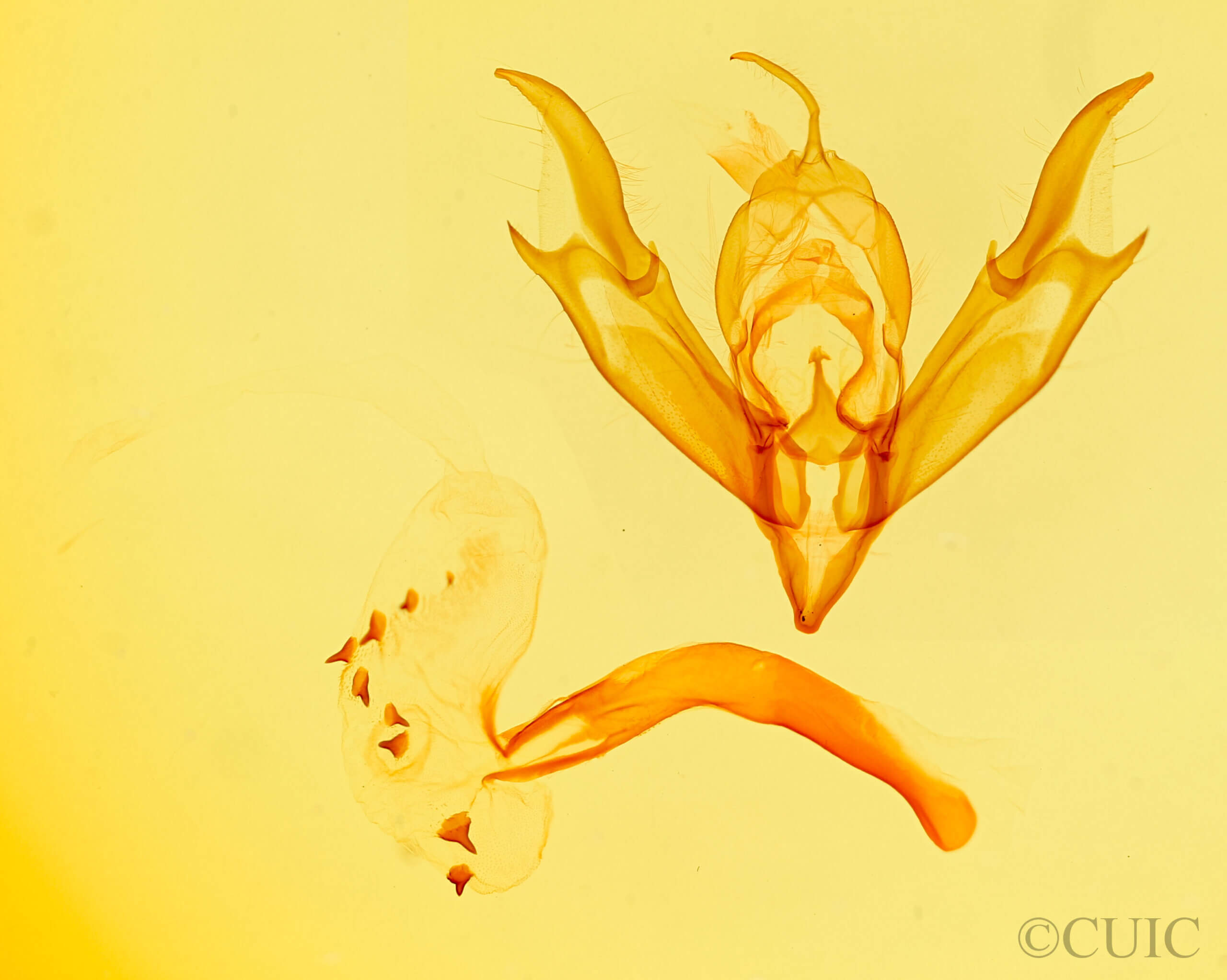 genitalia view of adult Caradrina multifera